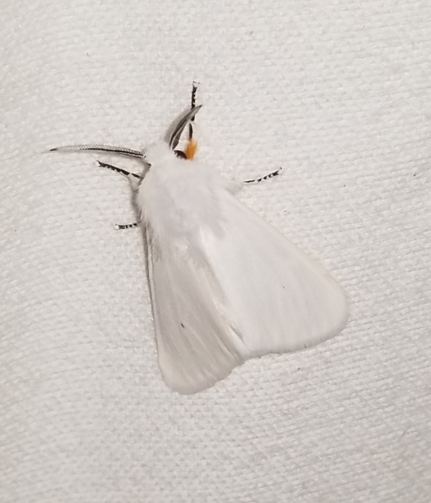 Fall Webworm Moth from Walker County, TX, USA on September 2, 2021 at ...
