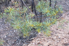 Acacia decora