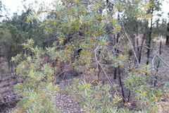 Acacia decora