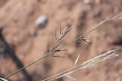 Aristida calycina