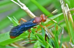 Trogomorpha trogiformis