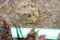 Placiphorella velata