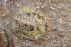 Placiphorella velata