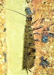 Archichauliodes guttiferus