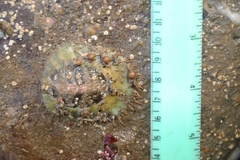 Placiphorella velata