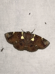 Antiblemma albipunctata