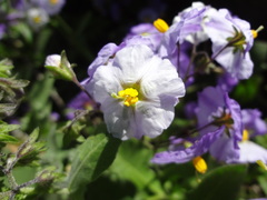 Solanum paposanum