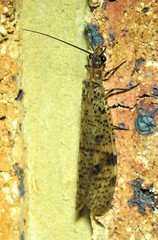 Archichauliodes guttiferus