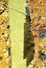 Archichauliodes guttiferus
