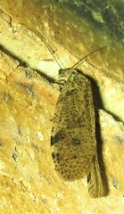 Archichauliodes guttiferus