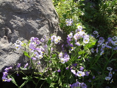 Solanum paposanum