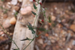 Chenopodium nutans