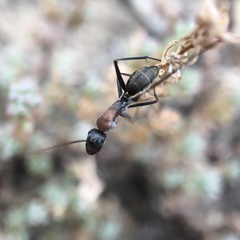 Camponotus ephippium
