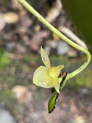 Pleurothallis apopsis