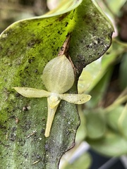 Pleurothallis apopsis