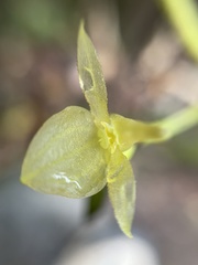 Pleurothallis apopsis