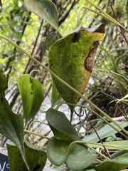 Pleurothallis apopsis