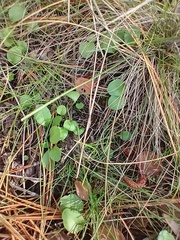Ranunculus glaberrimus