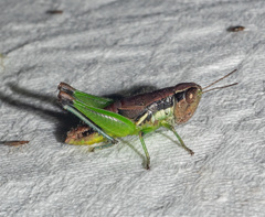 Methiolopsis geniculata