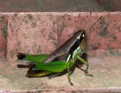 Methiolopsis geniculata