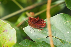 Abisara echerius