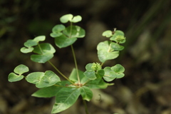 Euphorbia squamosa