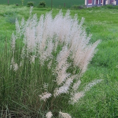 Saccharum spontaneum