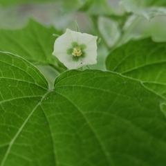 Physalis minima