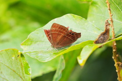 Abisara echerius