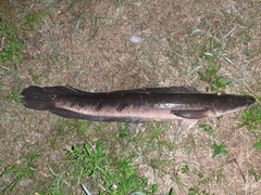 Channa aurolineata