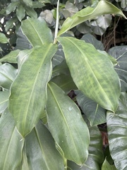 Costus woodsonii