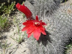 Oreocereus hempelianus