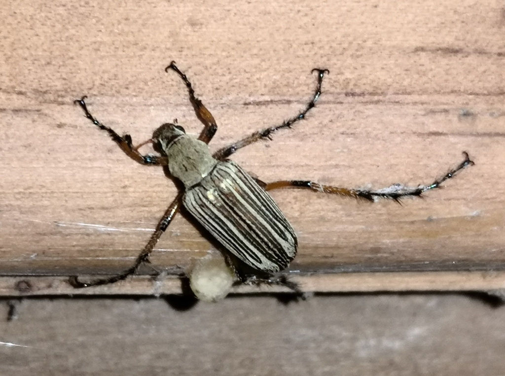 Macrodactylus pexus