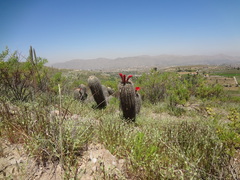 Oreocereus hempelianus