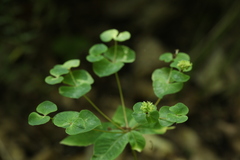 Euphorbia squamosa