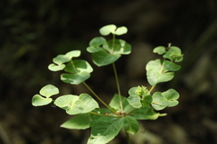Euphorbia squamosa