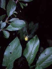 Araneus lathyrinus