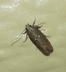 Chionodes obscurusella