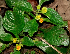 Chrysothemis friedrichsthaliana