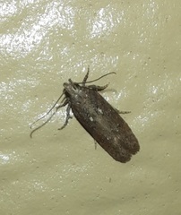 Chionodes obscurusella