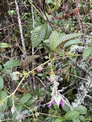 Rubus roseus