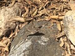 Sceloporus occidentalis