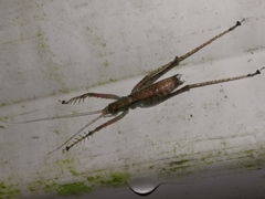 Listroscelidinae