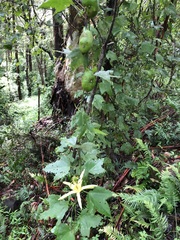 Passiflora herbertiana herbertiana