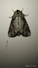 Disphragis tharis