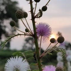 Mimosa hamata