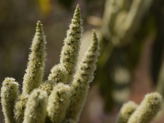 Colebrookea oppositifolia