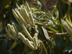 Colebrookea oppositifolia