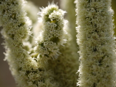 Colebrookea oppositifolia