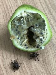 Passiflora herbertiana herbertiana